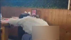 Wanita-mabuk-berat-hingga-tak-sadar-buka-celana-dan-pipis-di-restoran.jpg