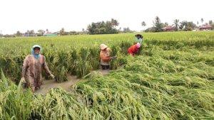 banjir-merusak-sawah-warga-Kabupaten-Sergai.jpg