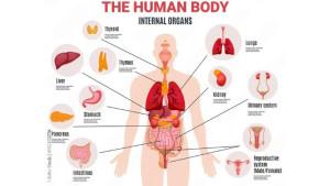 body-part.jpg