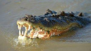 buaya-terkam-wanita.jpg
