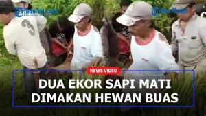 dimakan-hewan-buas.jpg