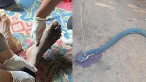 duel-maut-petani-vs-kobra-di-Sukabumi.jpg