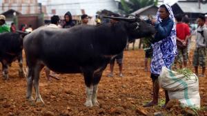 gambar-lembu-sebelum-kurban-tribun_20160905_193915.jpg
