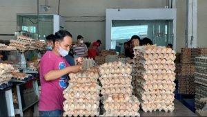 harga-telur-naik-di-Kota-Medan.jpg