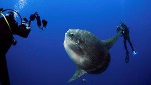 ikan-mola-mola-atau-ikan-matahari.jpg