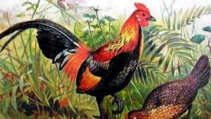 ilustrasi-ayam.jpg