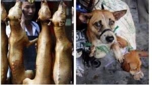 ilustrasi-daging-anjing-tribunmedan.jpg