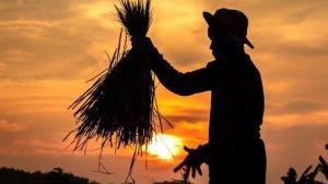 ilustrasi-petani-1.jpg
