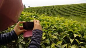 kebun-teh-di-pematang-siantar-kini-menjadi-wisata-yang_20150706_162330.jpg