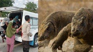 kronologi-perempuan-digigit-komodo-di-Desa-Pasir-Panjang-Kecamatan-Komodo-Pulau-Rinca.jpg
