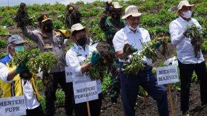 luhut-binsar-panjaitan-angkat-hasil-tanaman-food-estate.jpg