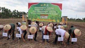penanaman-Jagung-serentak-kytr.jpg