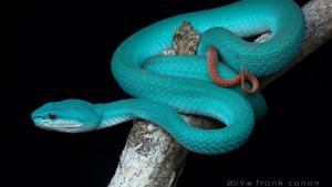 viper-pohon-atau-Trimeresurus-insularis.jpg