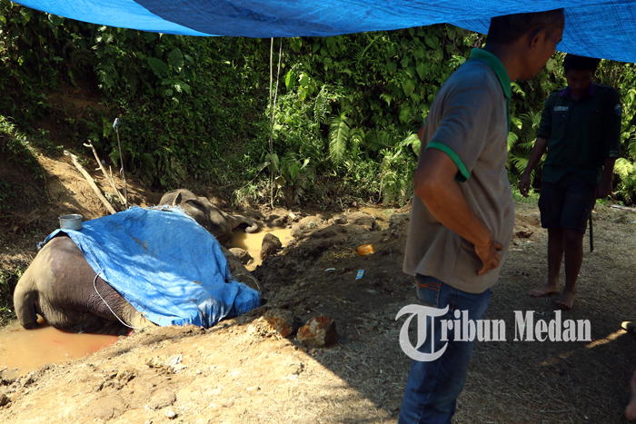 Berita Foto: Gajah Mati Diduga Faktor Usia, Sempat Dilakukan Pertolongan Dua Hari Sebelum Kematian - 25012020_gajah_mati_danil_siregar-1.jpg