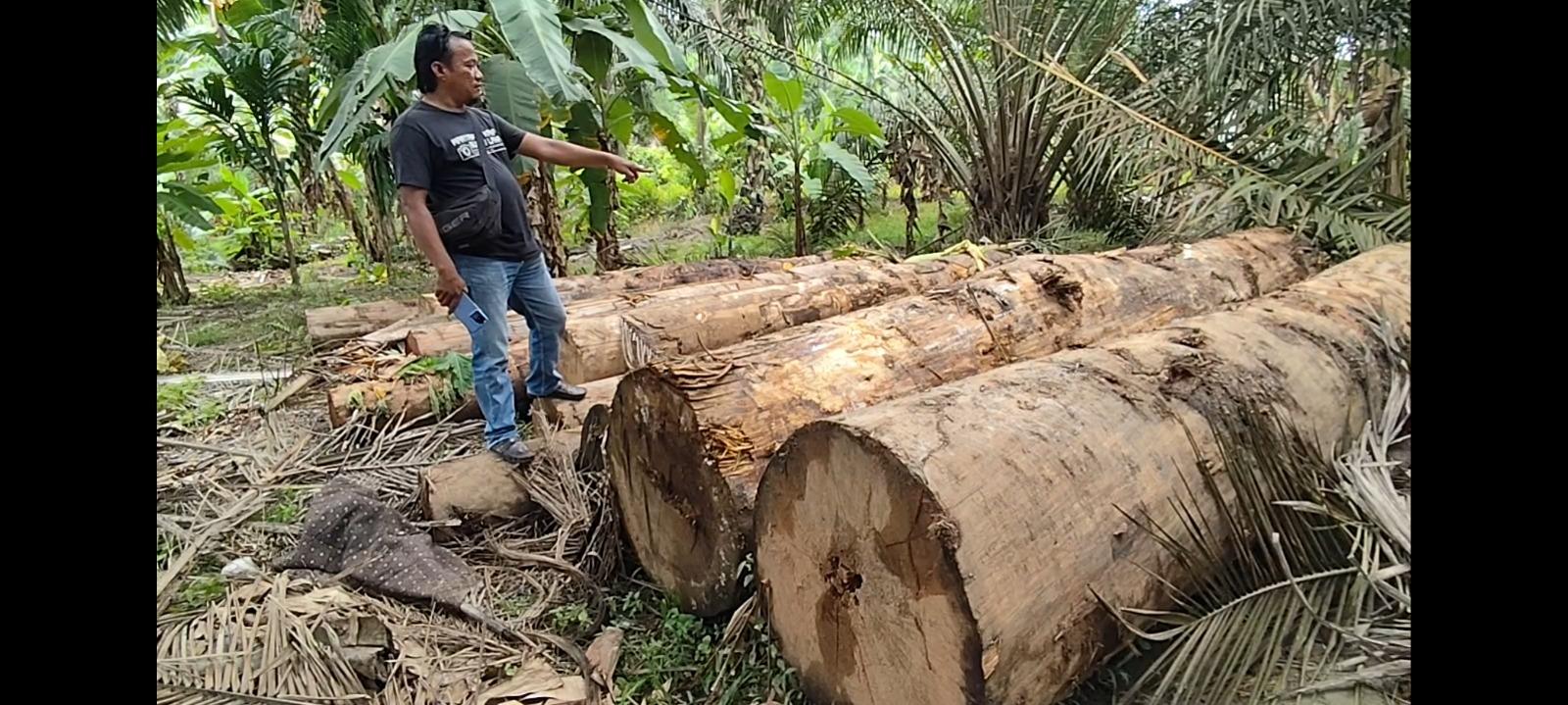 49 Batang Kayu Berukuran Besar Ditemukan di Perkebunan Warga di Asahan