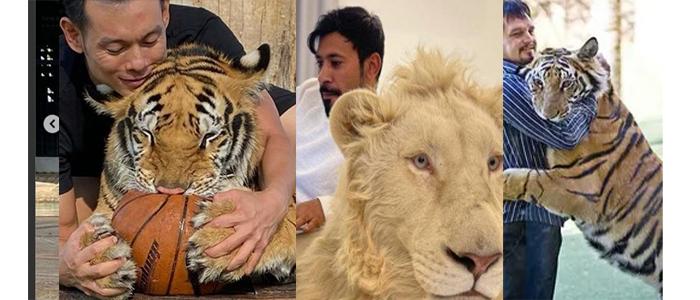 Alasan-kenapa-orang-kaya-di-Indonesia-suka-memelihara-harimau-atau-singa-seperti.jpg