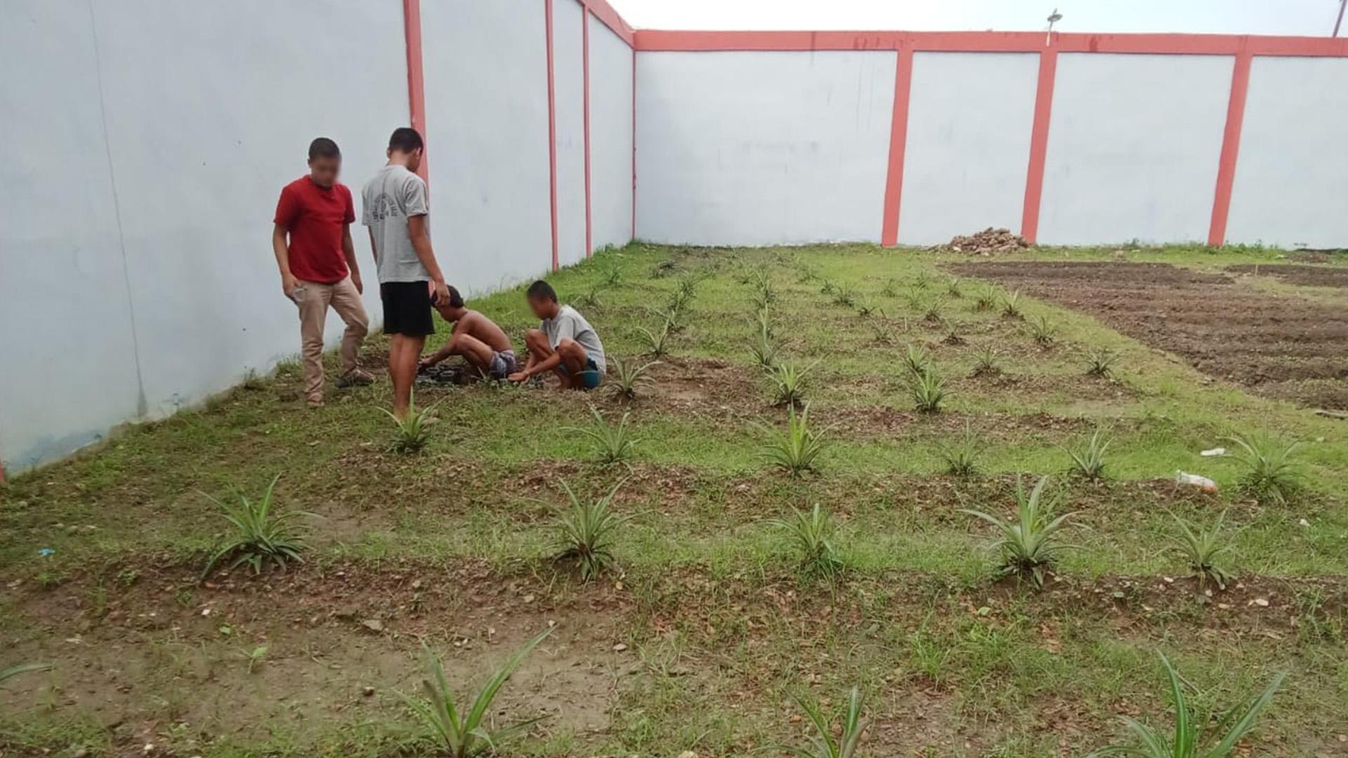 Anak Binaan LPKA Medan Sukses Kembangkan Nanas dalam Teaching Factory