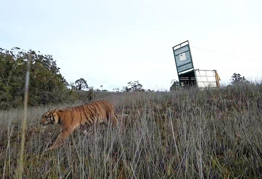 Besti-Harimau-Sumatera-Dilepasliarkan.jpg