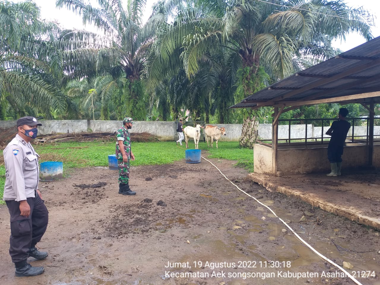 Sambangi Peternak, Bhabinkamtimas Polsek Bandar Pulau Polres Asahan Beri Himbauan Antisipasi PMK