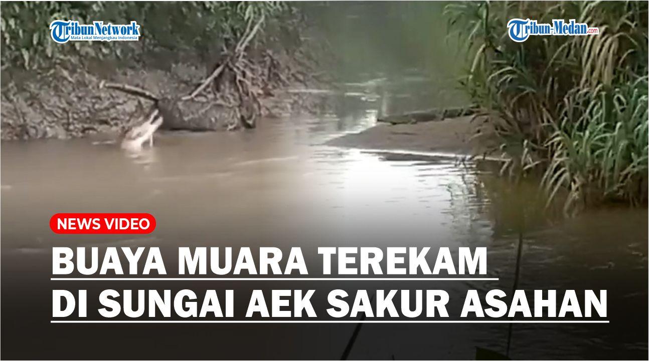 Buaya-muara-terekam-kamera-warga-tengah-berjemur_.jpg