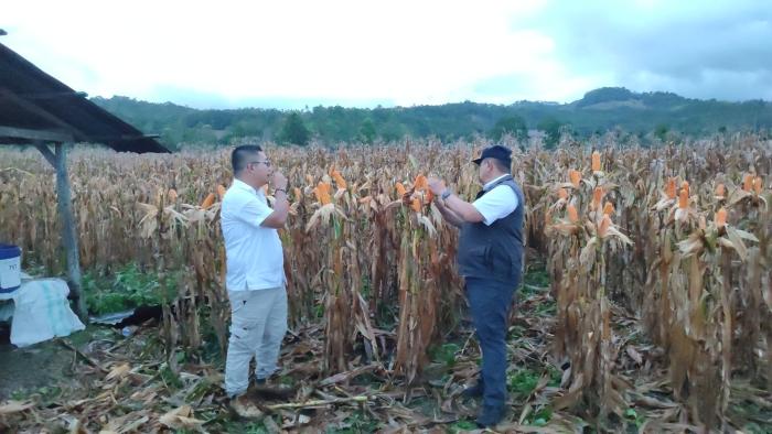Bupati-Dairi-Eddy-Keleng-Ate-Berutu-ditemani-Kadis-Pertanian.jpg