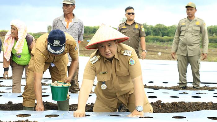 Bupati-Samosir-melakukan-penanaman-Kentang-di-KPT-Hariara-Pintu-Kecamatan-Harian.jpg