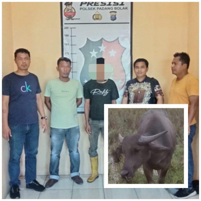 Diamankan-Polres-Tapsel-karena-mencuri-kerbau.jpg