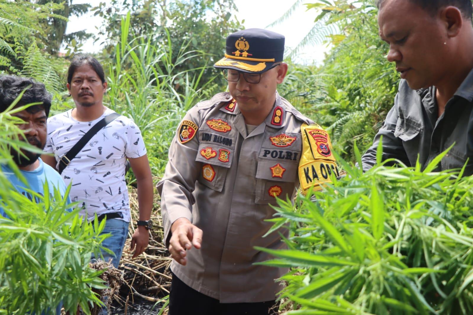 GREBEK-LADANG-GANJA-Polres-Tanah-Karo-menggerebek-ladang.jpg