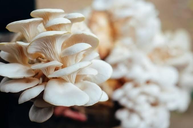 Ilustrasi-Jamur-Tiram.jpg