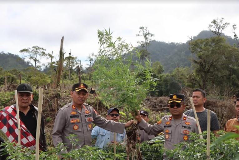 Kapolres-Tanah-Karo-AKBP-Wahyudi-Rahman-dua-kanan-menunjukkan-batang-ganja.jpg