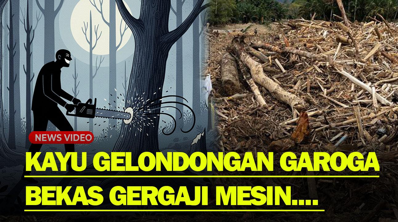 ADA PERMAINAN❓ Kemenhut Ungkap Kayu Gelondongan Garoga Bekas Dipotong Sinso