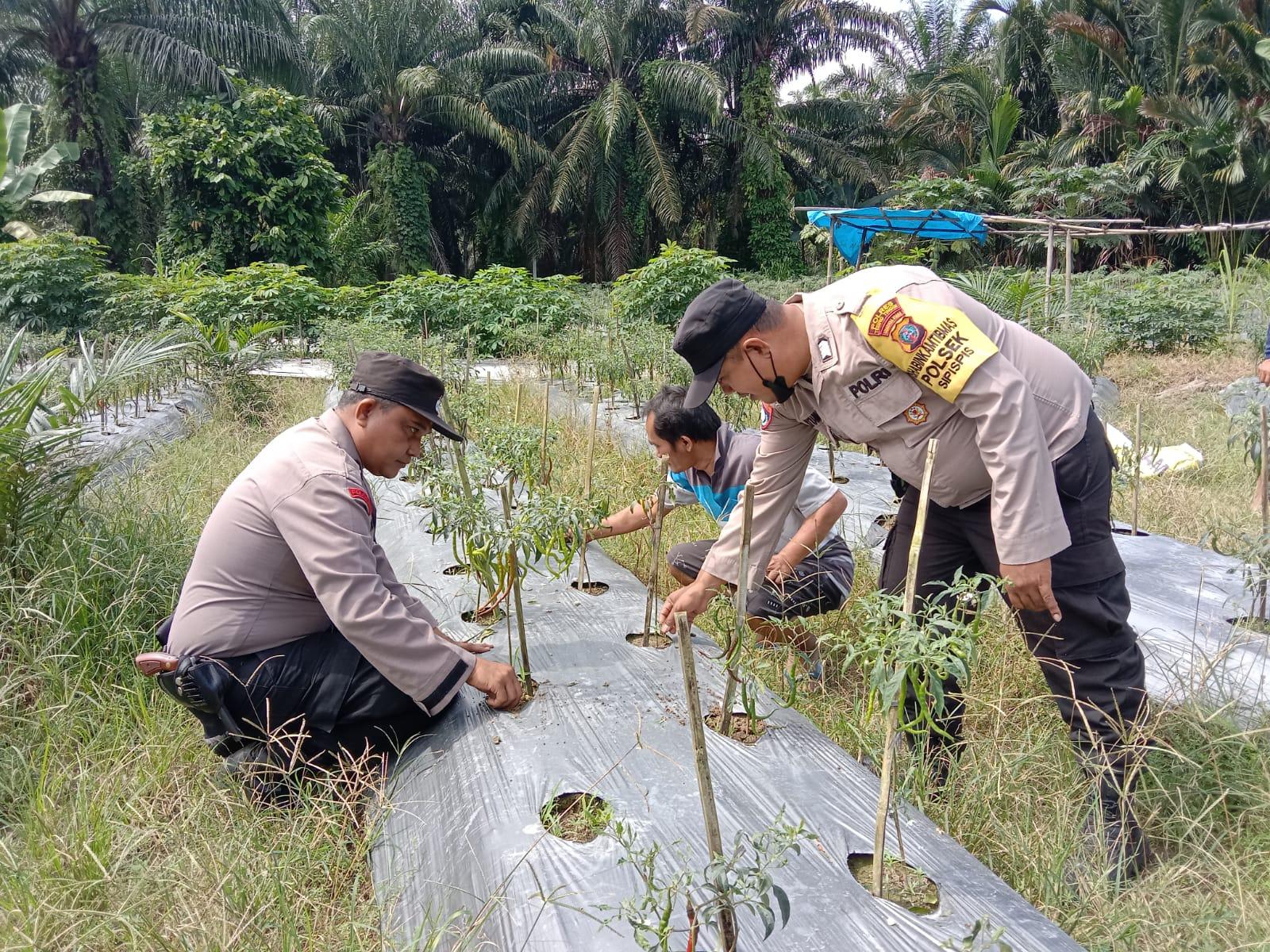 Ketahanan-pangan-polsek-sipispis-triibun.jpg