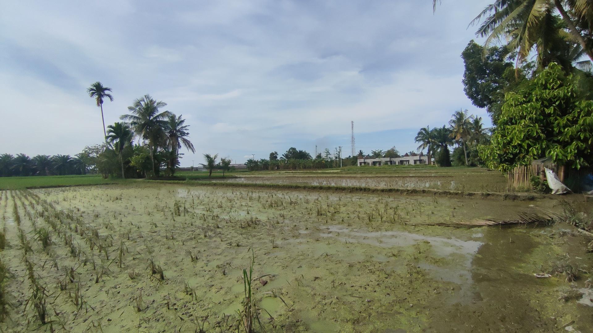 Sumut Surplus Padi 500 Ton,   Gubernur Bobby Raih Penghargaan dari Presiden Prabowo