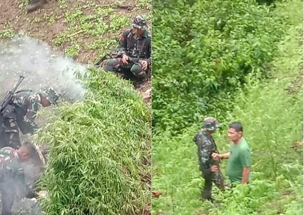Momen-saat-personel-Kodam-I-Bukit-Barisan-menemukan-ladang-ganja.jpg