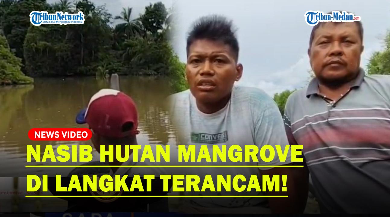Penampakan-Hutan-Mangrove-di-Langkat-yang-Terancam-Dialih-Fungsi.jpg