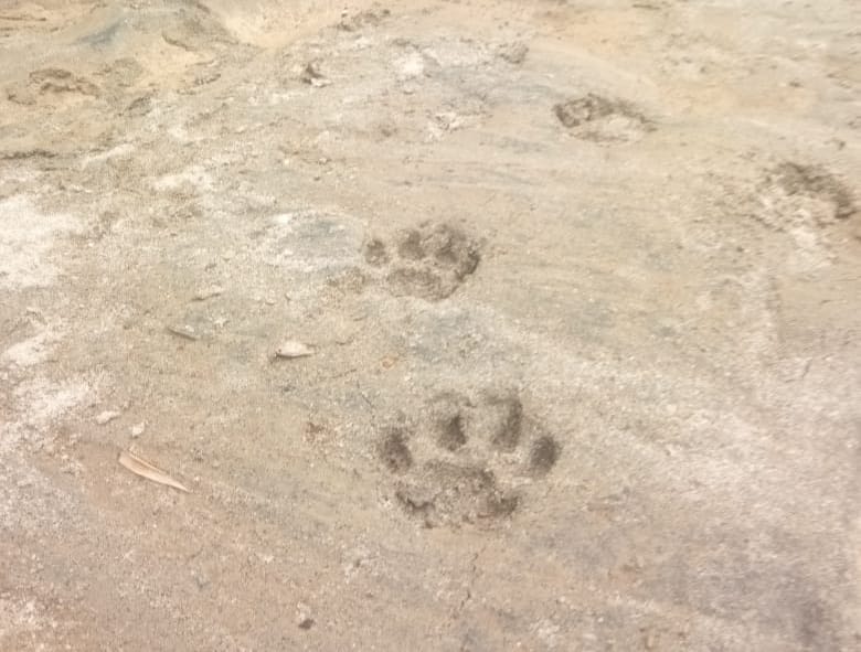 Penampakan-jejak-kaki-menyerupai-harimau-di-pinggiran-sungai-Andarasi.jpg