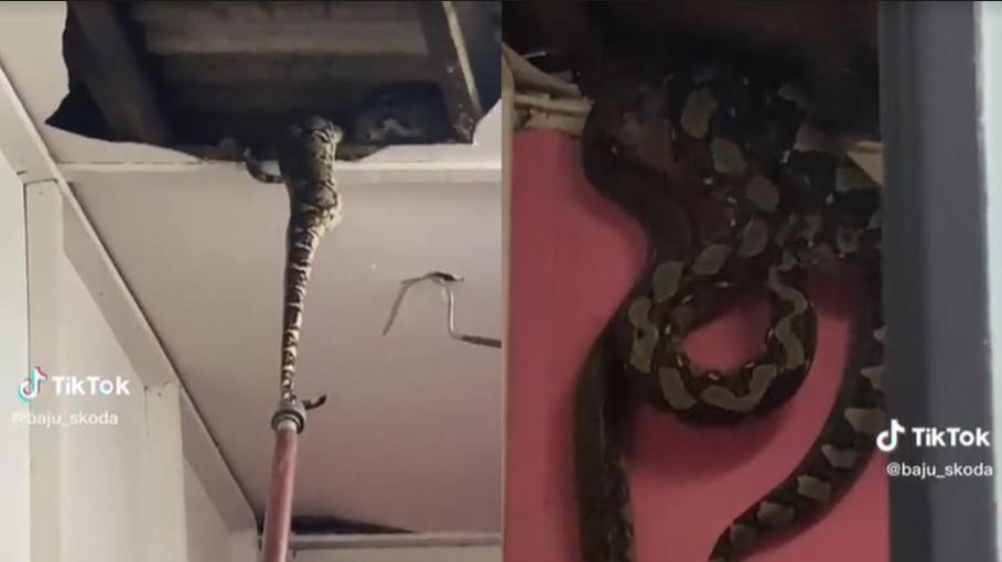 Penemuan-ular-piton-di-rumah-warga1.jpg