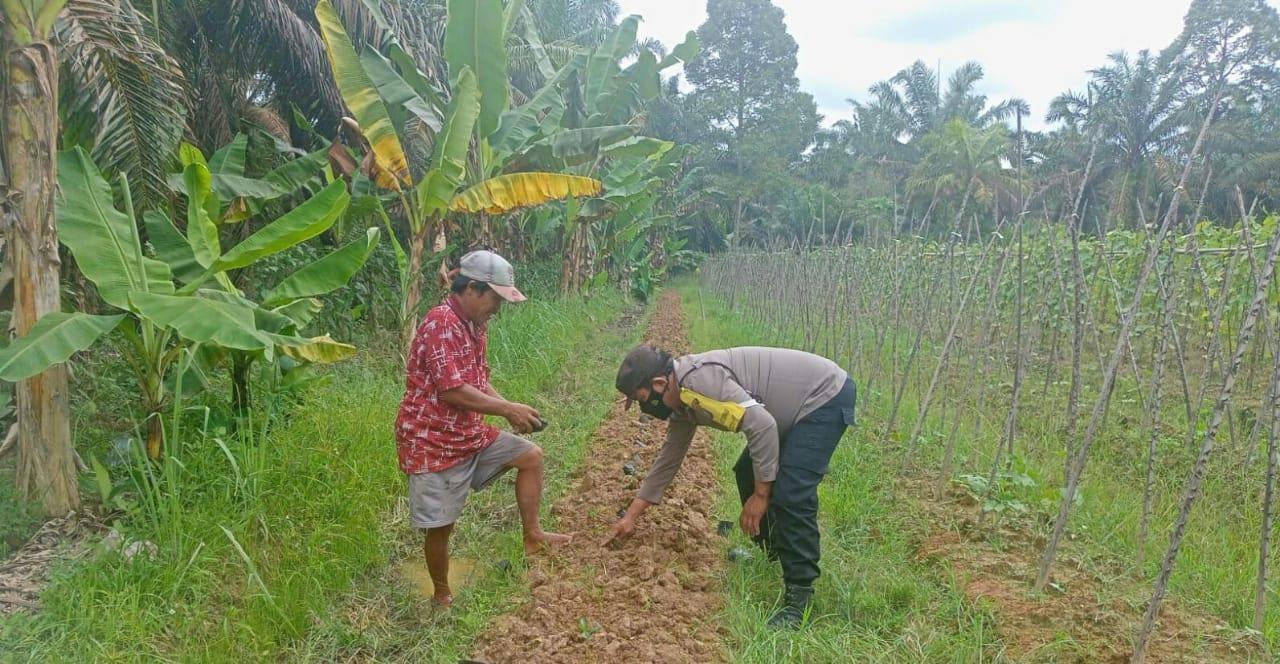 Personel-Bhabinkamtibmas-Polsek-Pulau-Raja-ketahanan-pangan-cabai-tribun-medan.jpg