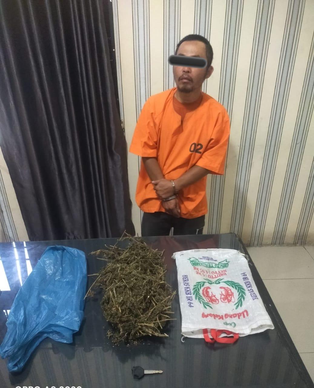 Simpan Ganja di Jok Sepeda Motor, PSS dari Desa Jaranguga Ditangkap Satnarkoba Polres Tanah Karo