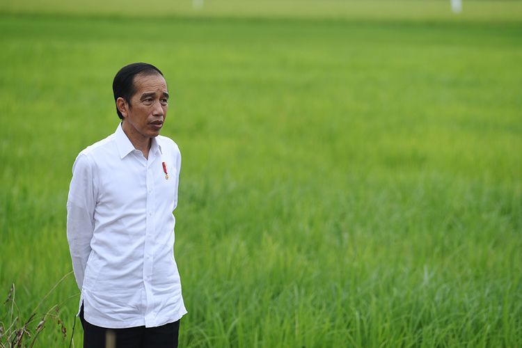 Presiden-Jokowi-food-estate-lbf.jpg
