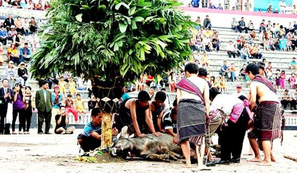 Mangalahat Horbo, Tradisi Batak Toba, Ritual Pemberian Persembahan ...
