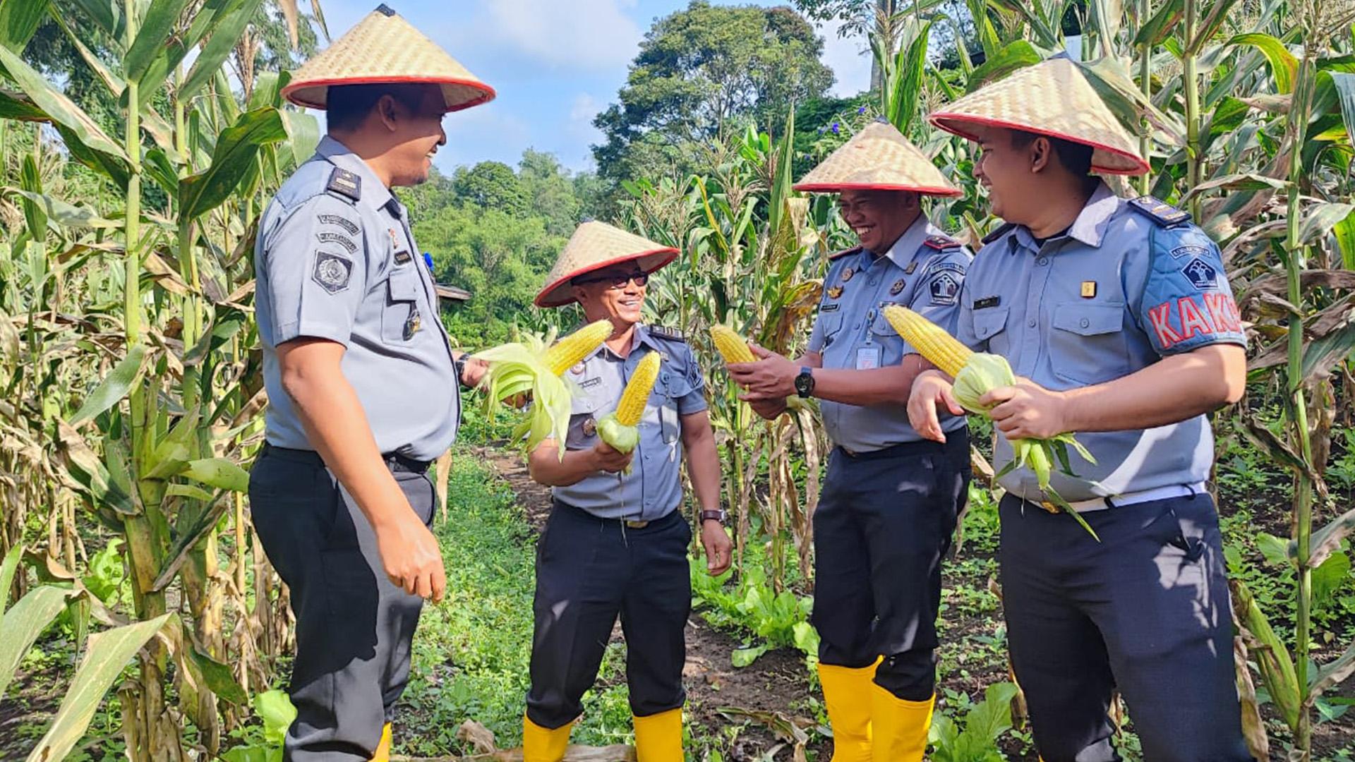 Rutan-Kabanjahe-sukses-melaksanakan-panen-jagung-manis.jpg