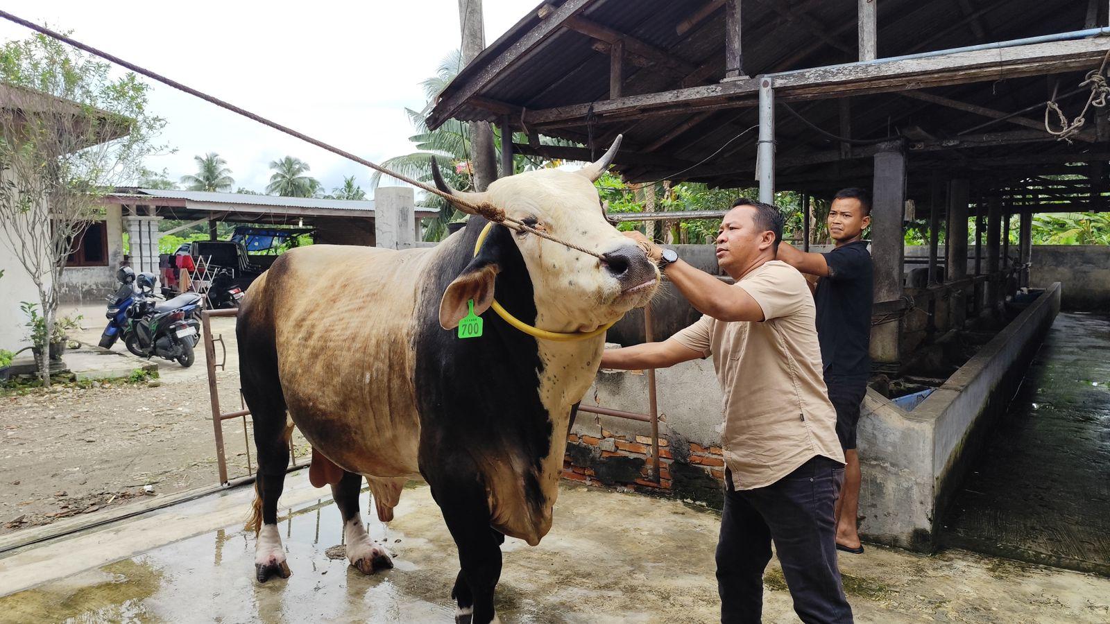 SAPI-KURBAN-Sapi-kurban-Presiden-Indonesia.jpg
