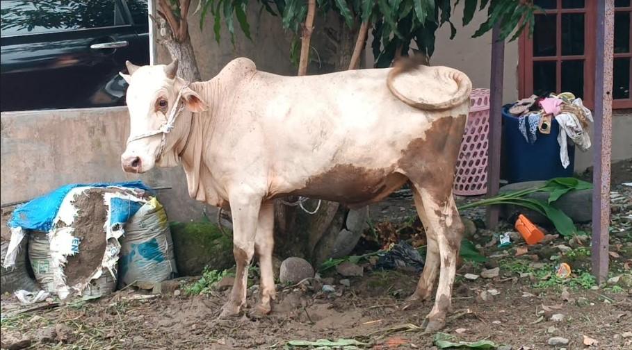 Sapi-Kurban-di-Jalan-Seksama-Kelurahan-Binjai-Kecamatan-Medan-Denai.jpg