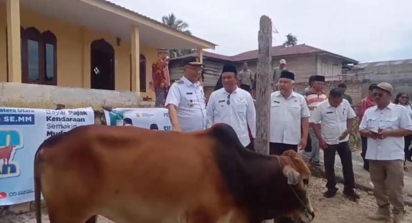 Sapi-jenis-Ongole-dari-Presiden-RI-Prabowo-Subianto-seberat-875-Kilogram.jpg