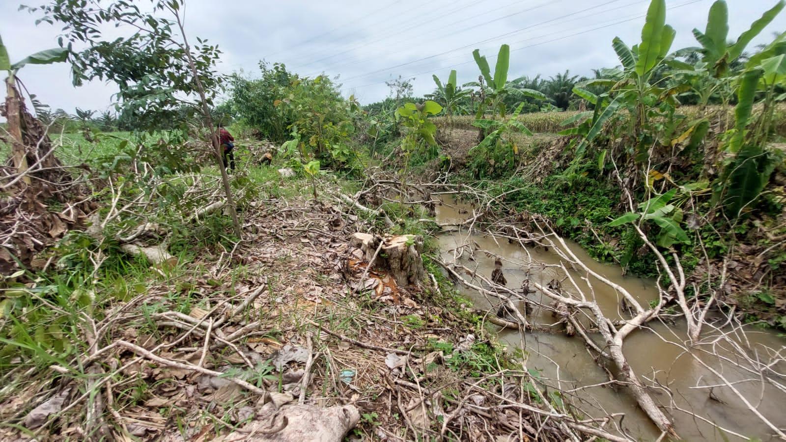 Suasana-lokasipohonjatidilahan-eks-HGU-PTPN-II-Kebun-Kwala-Bingai.jpg