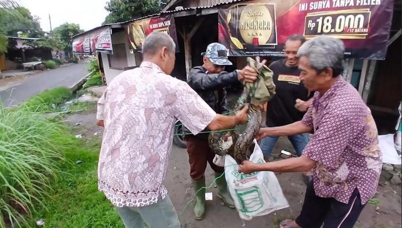 Terlihat-beberapa-warga-sedang-memasukkan-ular-piton-atau-sanca-kembang.jpg