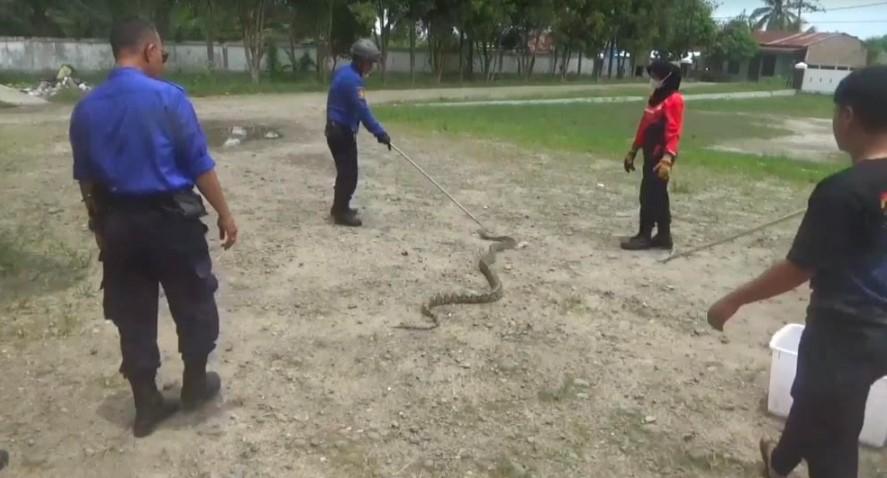 Ular-berukuran-3-meter-dievakuasi-damkar-Tanjungbalai.jpg