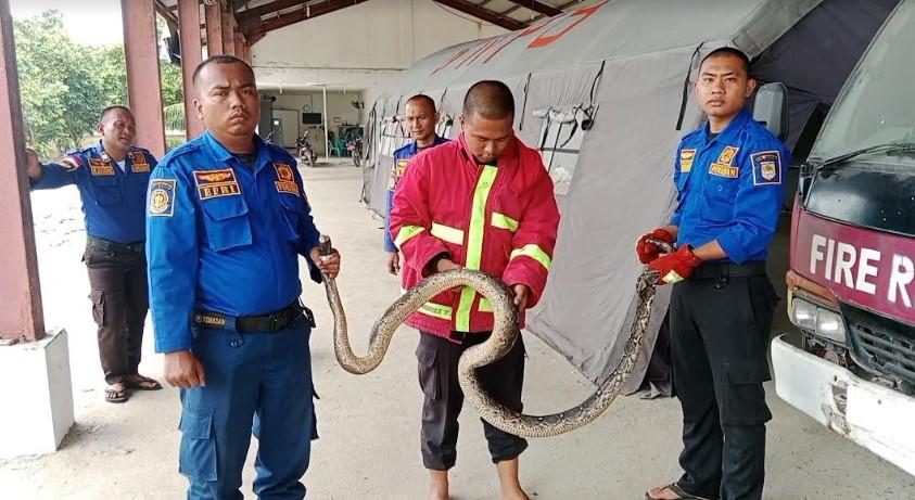 Ular-sepanjang-empat-meter-diamankan-oleh-petugas-pemadam-kebakaran.jpg