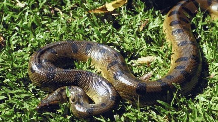 anakonda-hijau.jpg